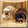 Bosco, Thumper