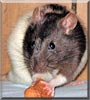 Nibbler