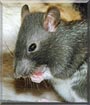Percie