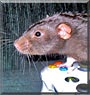 Theodore