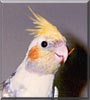 Birdie
