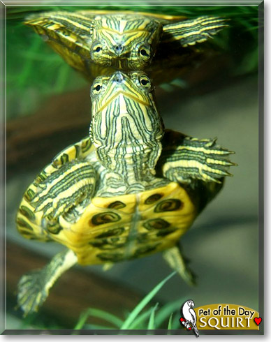 Squirt, the Pet of the Day