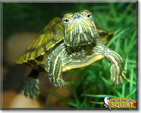 Squirt, the Pet of the Day