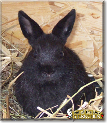 Sternchen, the Pet of the Day