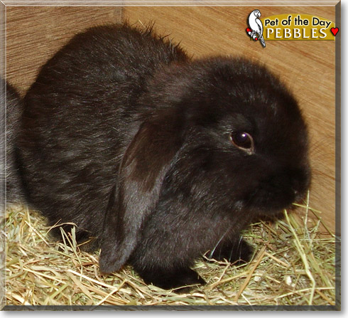 Pebbles, the Pet of the Day