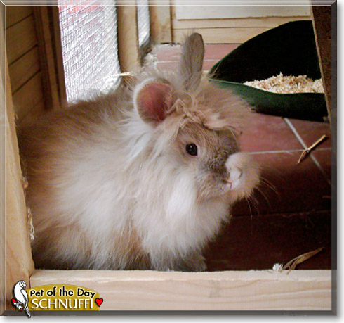 Schnuffi, the Pet of the Day Schnuffi, the Pet of the Day