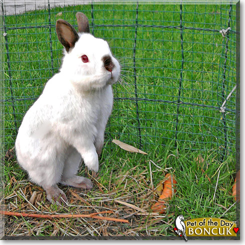 Boncuk, the Pet of the Day