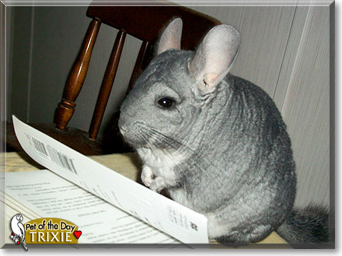 Trixie, the Pet of the Day