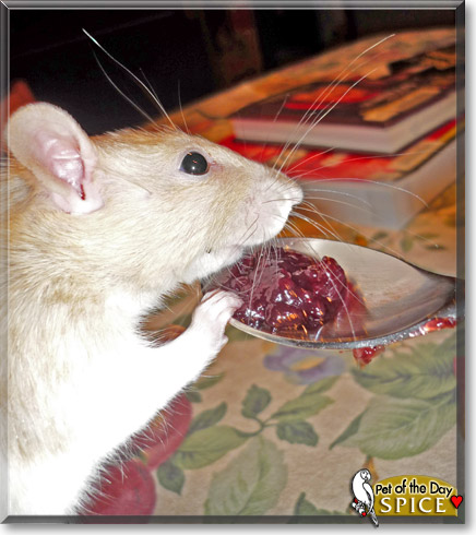 Spice, the Pet of the Day Spice, the Pet of the Day