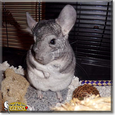 Gizmo, the Pet of the Day