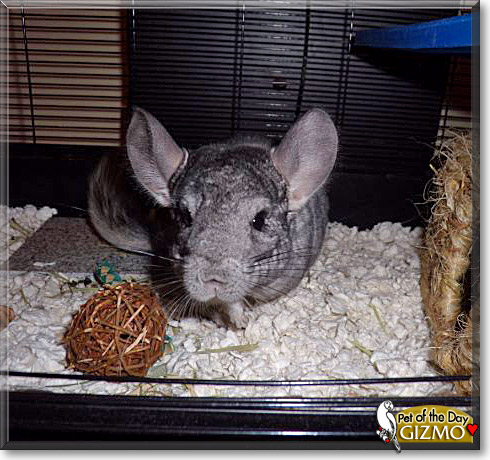 Gizmo, the Pet of the Day