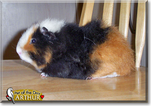 Arthur, the Pet of the Day