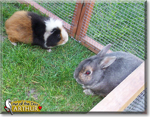 Arthur, the Pet of the Day