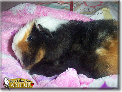 Arthur, the Pet of the Day