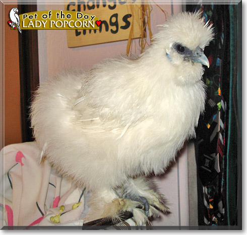 Lady Popcorn, the Pet of the Day