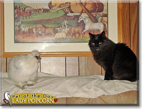 Lady Popcorn, the Pet of the Day