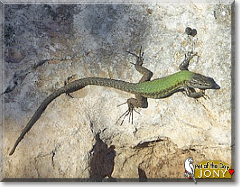 Jony, the Pet of the Day