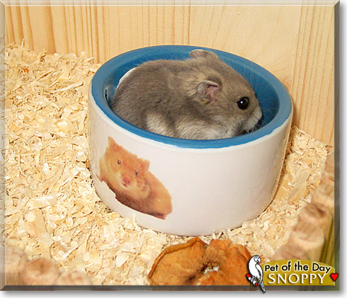 Snoppy, the Pet of the Day