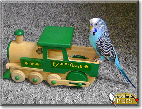Piepsi, the Pet of the Day
