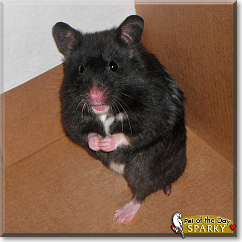 Sparky, the Pet of the Day