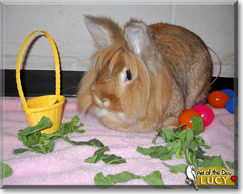 Lucy, the Pet of the Day