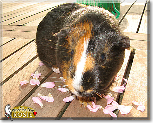 Rosie, the Pet of the Day
