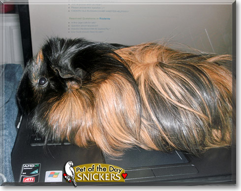Snickers, the Pet of the Day Snickers, the Pet of the Day