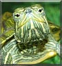 Squirt
