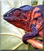 Lilli-Nagini