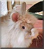 Schnuffi