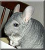 Trixie