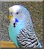 Piepsi