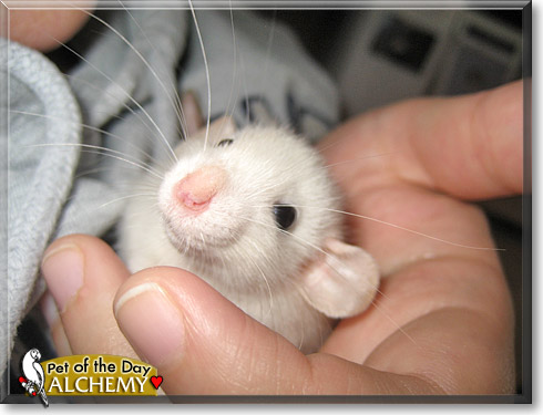 Alchemy, the Pet of the Day