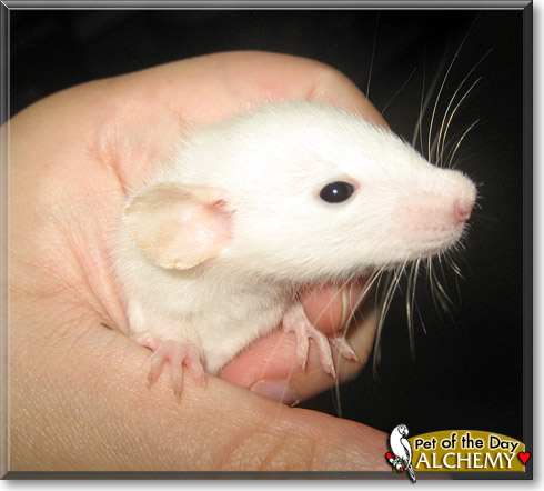 Alchemy, the Pet of the Day