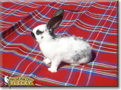 Flecky, the Pet of the Day