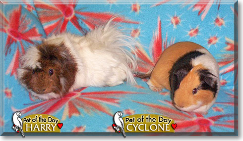 Cyclone, Harry, the Pet of the Day