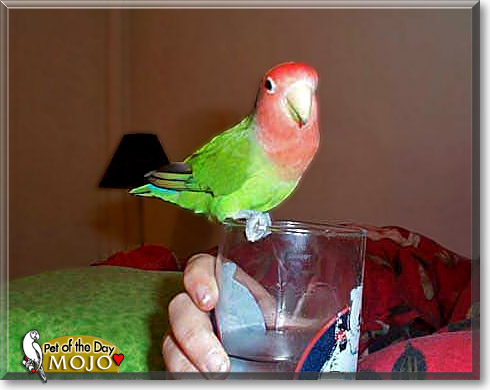 Mojo, the Pet of the Day