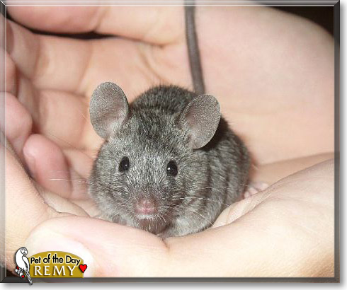 Remy, the Pet of the Day