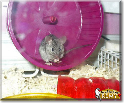 Remy, the Pet of the Day