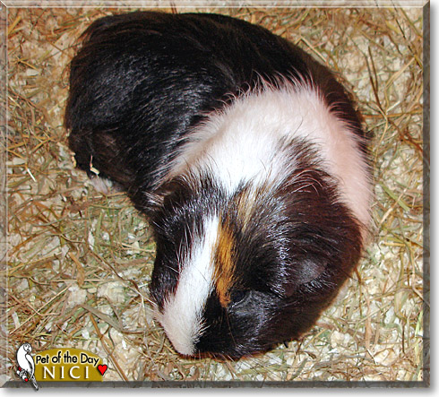Nici, the Pet of the Day