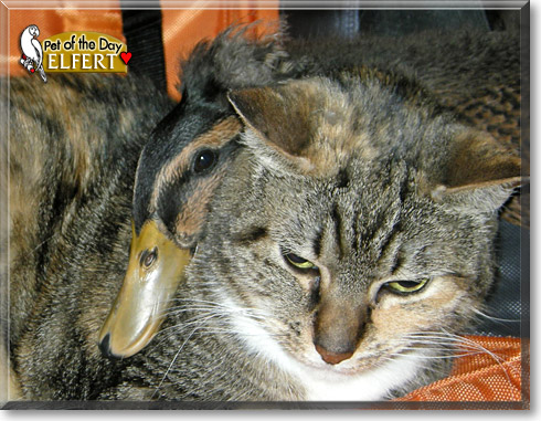 Elfert, the Pet of the Day