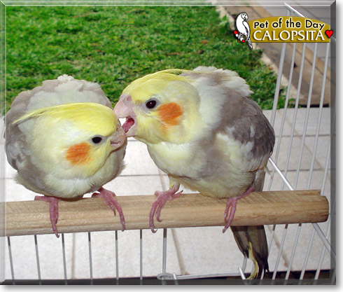 Calopsita, the Pet of the Day