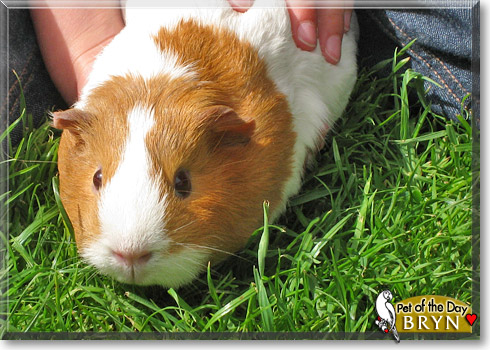 Bryn, the Pet of the Day
