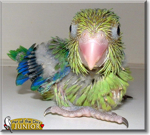 Junior, the Pet of the Day
