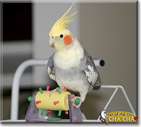 Cha Cha, the Pet of the Day