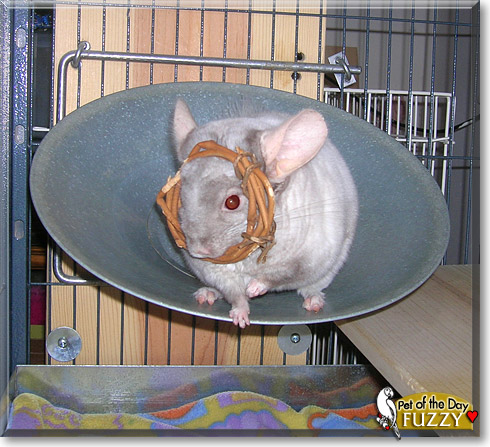Fuzzy, the Pet of the Day