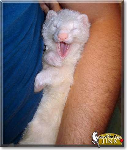 Jinx, the Pet of the Day