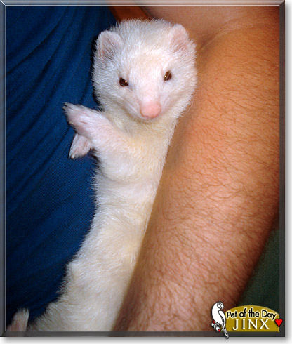 Jinx, the Pet of the Day