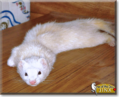 Jinx, the Pet of the Day