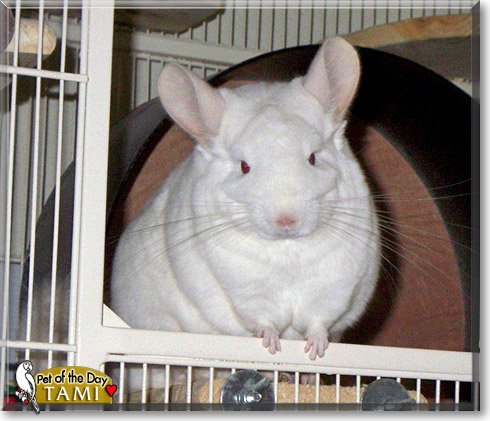 Tami, the Pet of the Day